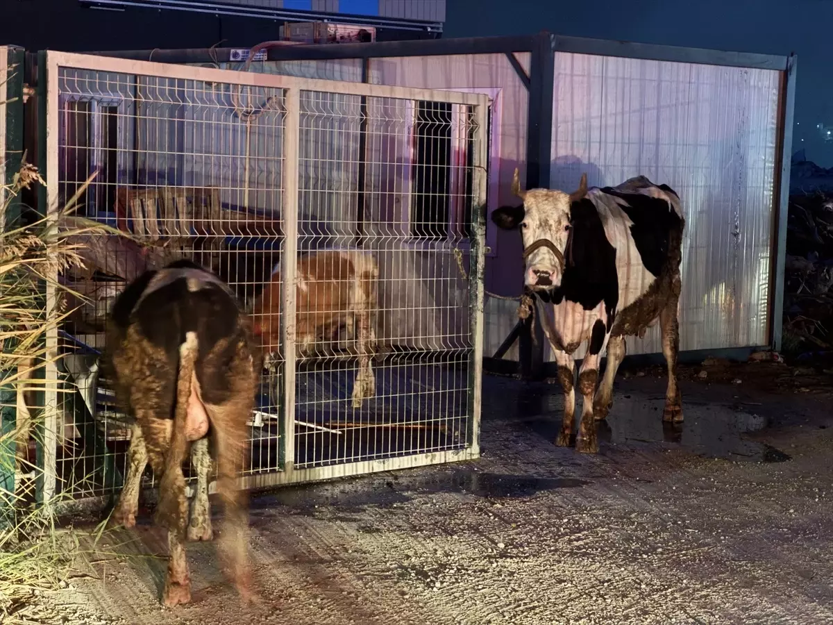 Esenyurt’ta Ahır Yangını: Çok Sayıda Hayvan Telef Oldu