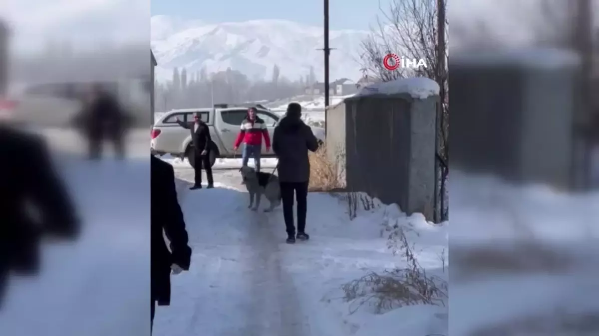 Minik Eslem’in Ölümünün Ardından Sahipsiz Köpekler Toplanmaya Başlandı